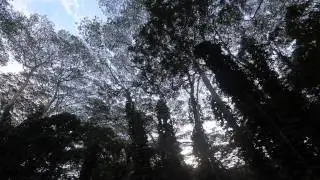 The sounds of the Hawaiian jungle canopy.