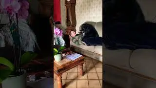 Dur dur la communication #chien #dog #&eacute;ducationcanine #love #colley #bouvierbernois #fun