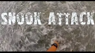 Snook Attack | Florida Beach Bait Handscoop