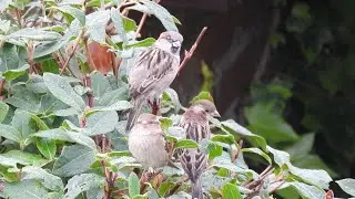 The Beautiful House Sparrow. Feed the birds UK 10 12 25
