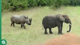 Rhino Attacks Elephant and Quickly Regrets It