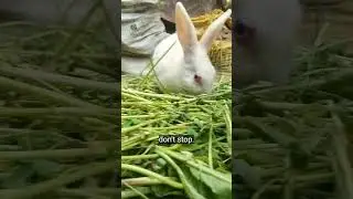 Untitled cute 🥰🥰 baby #rabbit #petshub #petrabbit #bunny #cuteanimal #cute #pet #trending #pets