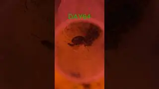 Day 64: Goodbye Main Colony 🐜❄️