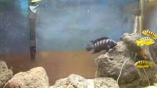 Bumblebee Cichlids