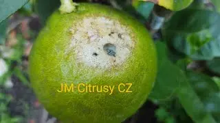 Citrusové Výběrové video: to nejlepší za 1. půl roku 2025 #3 | © JM Citrusy CZ 2025