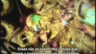 Poríferos