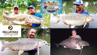 Fishing in Thailand - Teak Tree Chiang Mai, day 2. Huge finger nibbling Salaween Catfish & Ripsaw