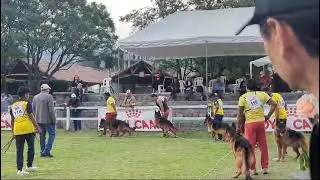VA3 Ner&oacute;n di Casa Caputi, SIEGER Ecuatoriano 2024, trote sin trailla...