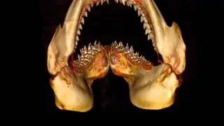 Modern Snaggletooth Shark CT scan