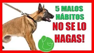 5 MALOS HÁBITOS/ERRORES COMUNES con tu PERRO y que debes EVITAR si no lo quieres CASTIGAR