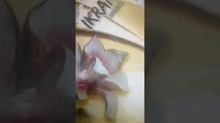 Name Ayan Arabic Calligraphy