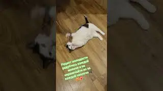 Стэтхэм о нервах🐈&zwj;⬛😻❤️&zwj;🔥 #видосыоткота #cat #мемас #популярное #юмор #кот  #recommendations #mem