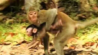 Break Heart, Kidnapper Steal Pity Baby Monkey From Mum And Cry loudly.