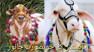 Beautiful Cow Qurbani at Bakra Eid 2022 Angry bull run Eid ul Azha 2022 Eid ul Adha #Cows #EidulAdha
