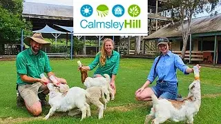 Calmsley Hill City Farm | School holidays | Sydney tourist| Sydney attractions | Sydney Australia