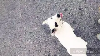 August 2018. The tricks of the Volta dog.Август 2018.Трюки собаки.Вольта.