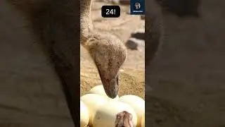 🍳That's Unbelievable! How Many Chicken Eggs = 1 Ostrich Egg? 🍳  #shorts