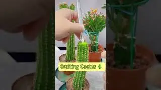 Make the beautiful designs of grafting #viralvideos #growplant #bonsaitree ||a Gardner 💯✅
