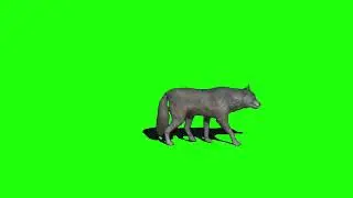 wolf green screen