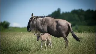 Wildebeest an Animal Planet Wildlife Documentary