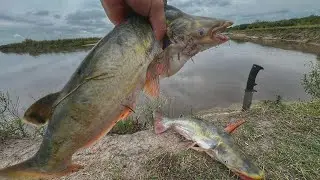 ÉNORMES Manduvis : pêche incroyable en balade, campagne et nature