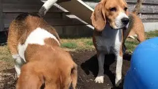 Cute Beagle puppies funniest videos | Try Not to laugh | Petcee
