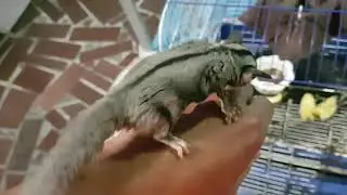 蜜袋鼠