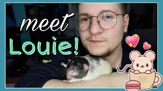 My Rat Louie Being An Absolute Angel For 1 Minute