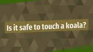 Is it safe to touch a koala?