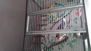 Śpiewający papuga żako Cziko (film 2)