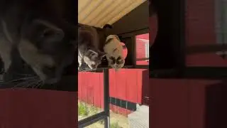 Surprising my barn kitties with a Catio #cats #barncat #barncats #kitten #farm #catio