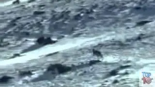 Top 3 Best Eagle Attacks OWL, DEER  u0026 WOLF   YouTube
