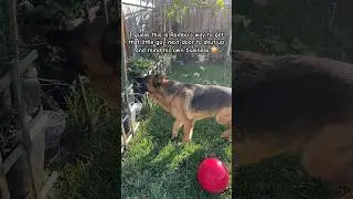 Rambo always has strong opinions 😝 #germanshepherd #dog #dogshorts #barking