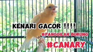 MASTER CANARY - Bird Calls #30