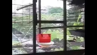 Martinez bird breeding in captivity.