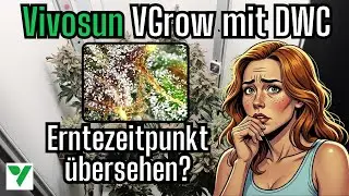 Vivosun VGrow mit DWC - Diablo Rojo XL Automatic - Seed to harvest - Teil 7