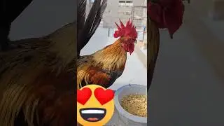 feeding rooster bantam #bantam #rooster #youtubeshorts #viral
