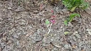orto di aprile...semina del prezzemolo e trapianti ( bietole ed altro)