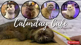 Caturday Cat Cafe | A must visit place for Cat lovers in Bangkok
