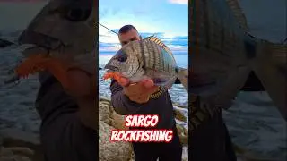 ​&iexcl;PICADA &Eacute;PICA! Kurodai  con Arukazik BM Claw | Light Rock Fishing #shorts #fishing #lrf