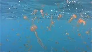 Spearfishing adventures 06: Korinthiakos vol.01 – mottled & dusky groupers, white seabreams
