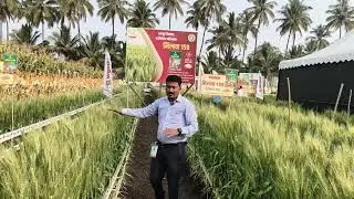 KRUSHIK 2026 Live Demo Agri Expo | #KVK #Baramati #शेती #शेतकरी #vigour #गेहू #रिसर्च.