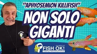 Miniature African Fish: Everything You Need to Know About Killifish