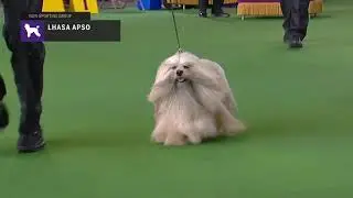 Lhasa Apsos | Breed Judging 2019