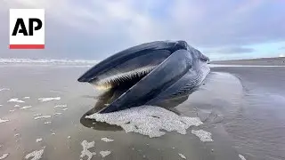 Whale on Oregon beach will be left to decompose