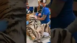 Sumatran Tiger Undergoes Routine Exam