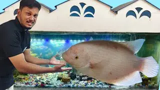 ஜெயிண்ட் கௌரா மீனுக்கு ஏங்கர் வார்ம்ஸ் சிகிச்சை 🐟 | மான்ஸ்டர் ஃபிஷ் டேங்க் அப்டேட்  new tank members