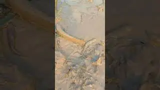 Shoal fishing in muddy water. #fishing #fish #mudwater #mudwaterfishing