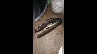 Snakehead Fishing Airgun Hunting