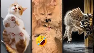 Funniest Cat 😸 kitten meowing crying 😅 #FunnyCats Episode 5905